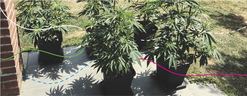 Utiliser des engrais RQS en extérieur : Royal Gorilla