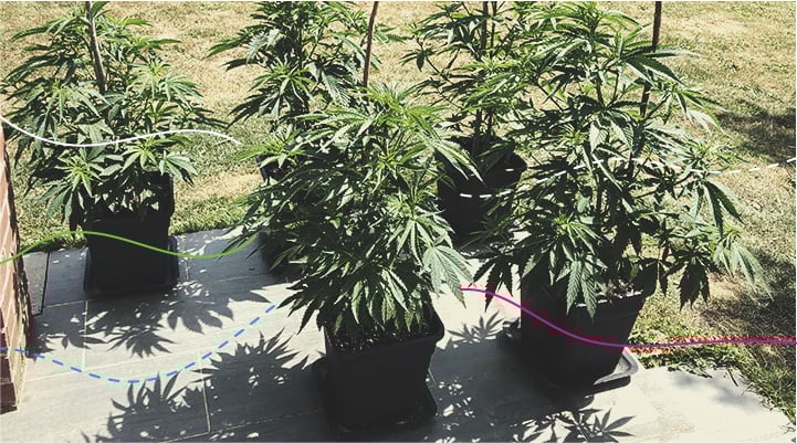 Utiliser des engrais RQS en extérieur : Royal Gorilla Utiliser des engrais RQS en extérieur : Royal Gorilla