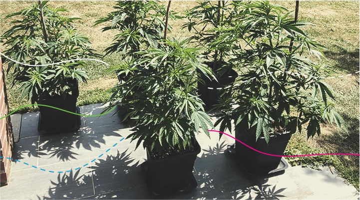 Utiliser des engrais RQS en extérieur : Royal Gorilla