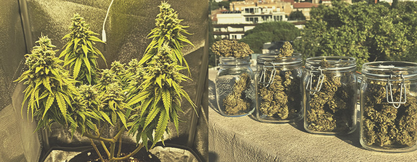 Qui Utilise Les Variétés De Cannabis Autofleurissants Et Pourquoi ? Qui Utilise Les Variétés De Cannabis Autofleurissants Et Pourquoi ?