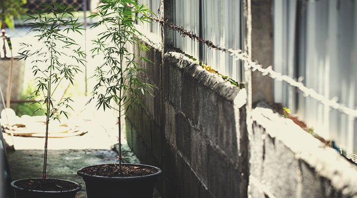 Quelle était la politique de Malte sur le cannabis avant 2021 ? Quelle était la politique de Malte sur le cannabis avant 2021 ?
