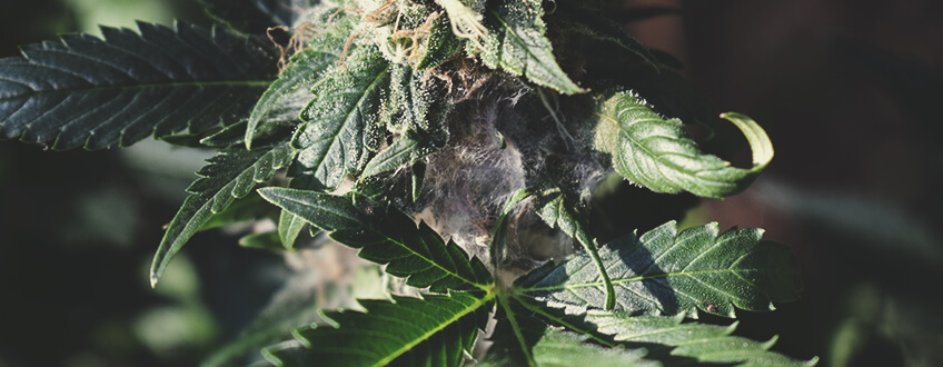 Comment détecter une weed moisie en cultivant Comment détecter une weed moisie en cultivant