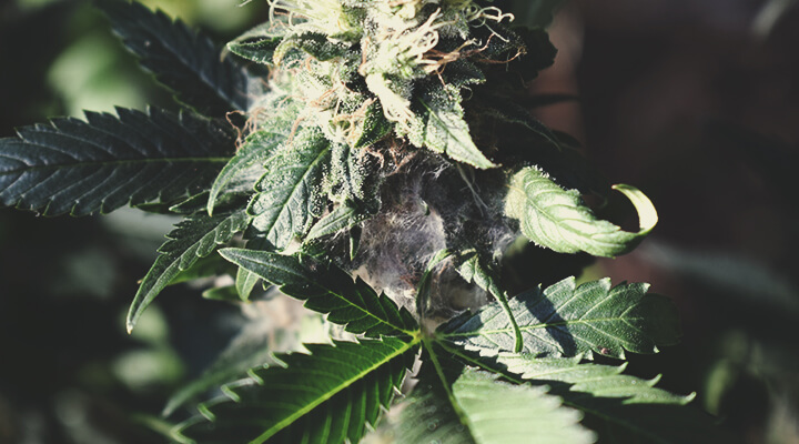 Comment détecter une weed moisie en cultivant Comment détecter une weed moisie en cultivant