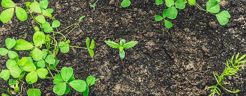 LE RÉSEAU TROPHIQUE DU SOL ET INTELLIGENCE DU PLANT