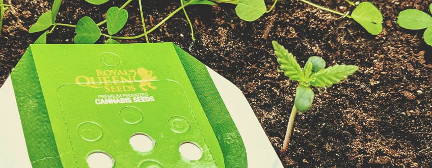 Plant de cannabis germant du sol à côté de l'emballage de Royal Queen Seeds, mettant en valeur la germination de la graine.