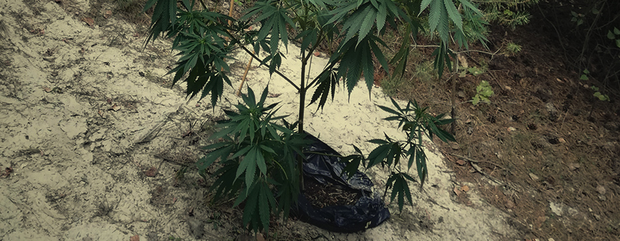 GUÉRILLA Cannabis Plantation GUÉRILLA Cannabis Plantation