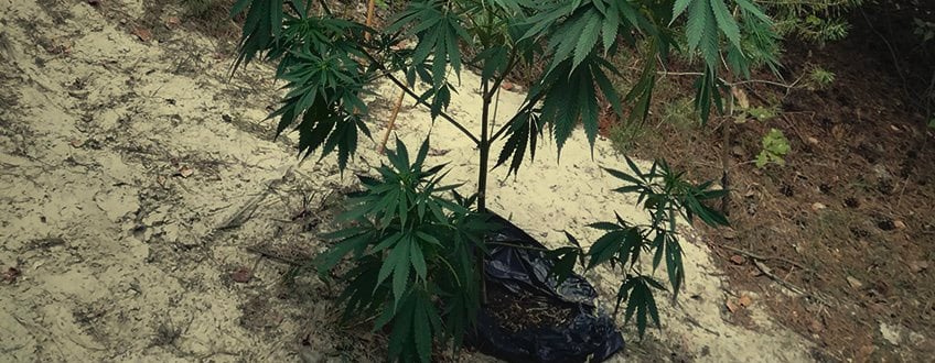 GUÉRILLA Cannabis Plantation 