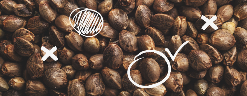 Guidelines To Help You Choose Your Seeds