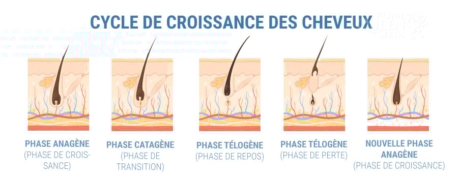 LE CBD PEUT-IL AIDER CONTRE LA PERTE DE CHEVEUX ?