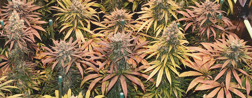Haze Berry Haze Berry