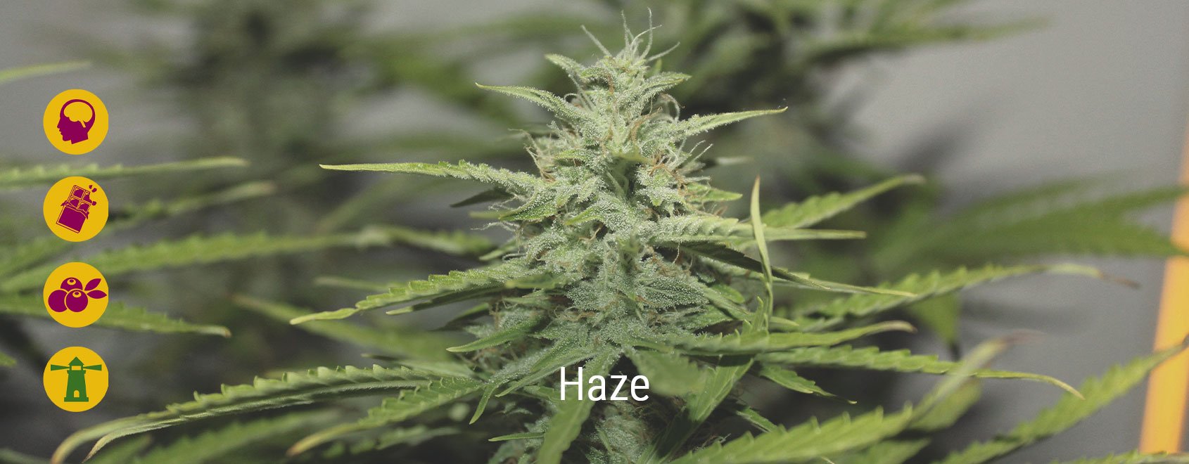 Les meilleures variétés de Haze