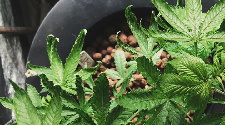 Plante de cannabis cultivée en hydroponie avec billes d'argile