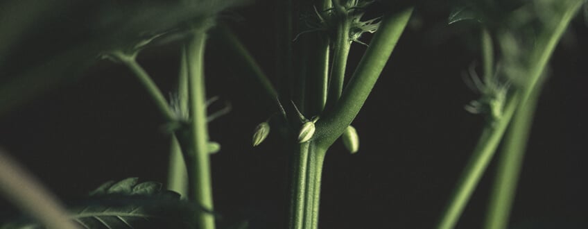 Plantes mâles et hermaphrodites