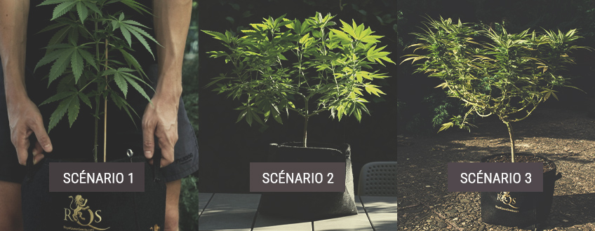 How to Move Your Indoor Cannabis Plants Outdoors