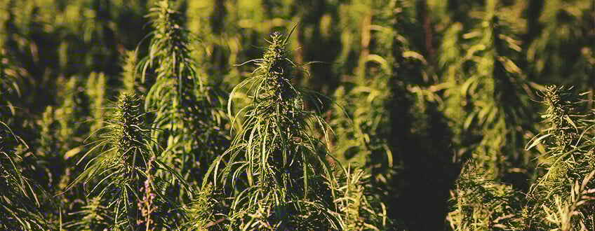 Les Avantages Du Biocarburant De Chanvre