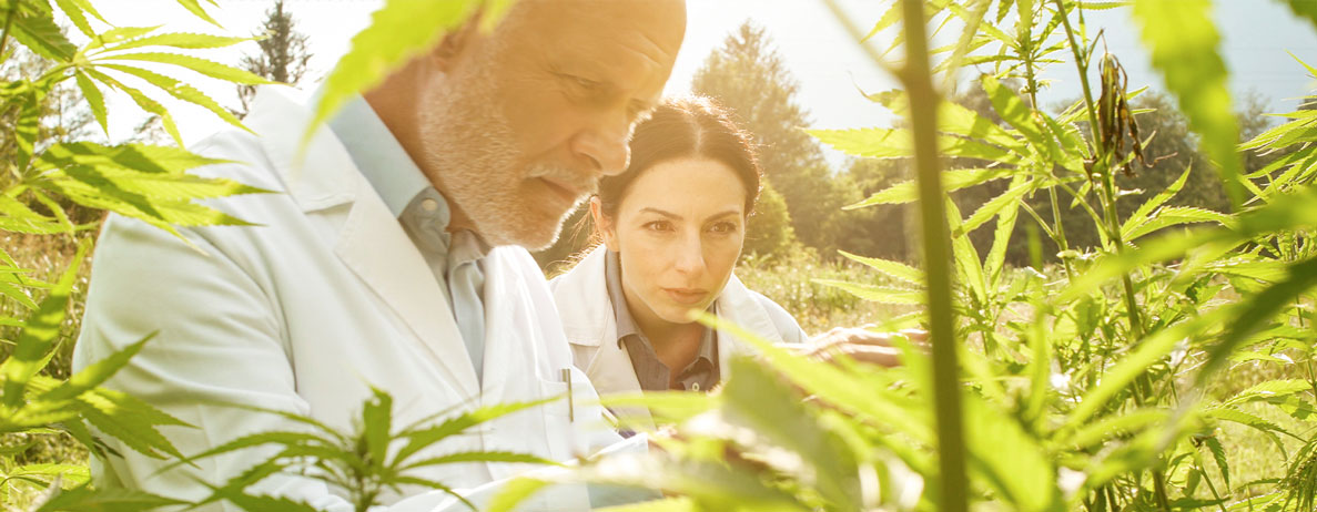 D'où vient le CBD ?