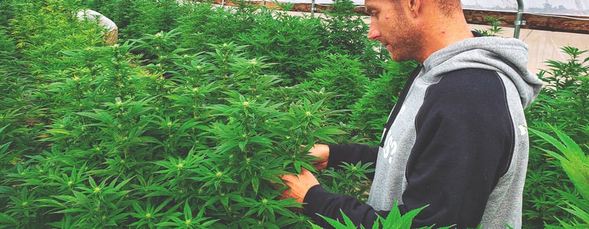 CBD Grower CBD Grower