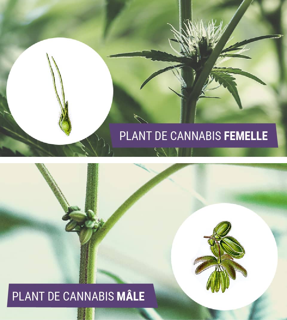 Photo de deux plantes de cannabis, mâle et femelle, montrant clairement les différences de sexe et de caractéristiques