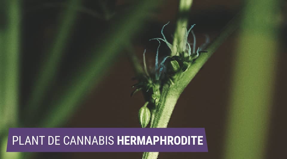 Plante de cannabis hermaphrodite : développement de fleurs mâles et femelles, phénomène d'hermaphrodisme