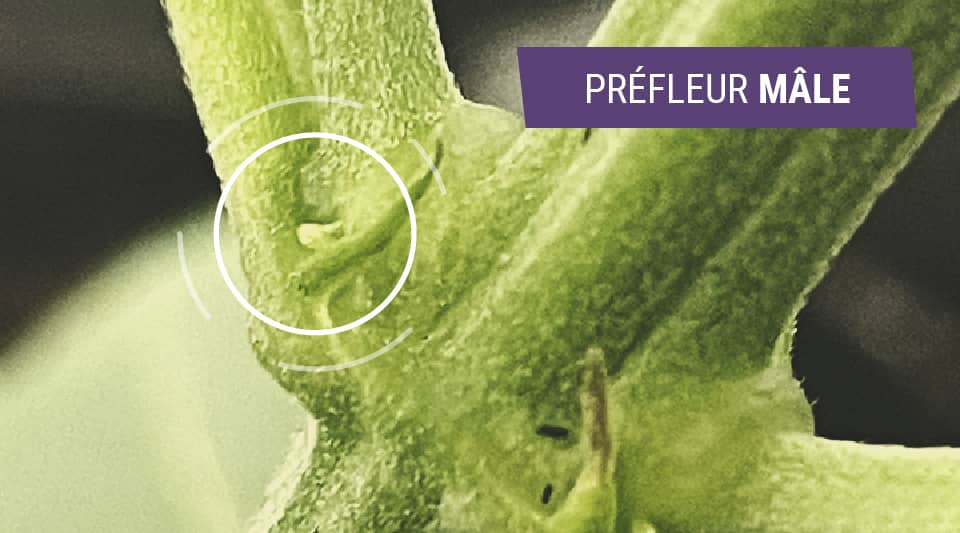 Gros plan sur une plante de cannabis mâle en pré-floraison avec une petite fleur blanche – Détails de la croissance du cannabis