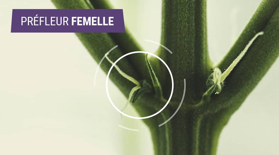 Gros plan d'une plante de cannabis femelle en pré-floraison