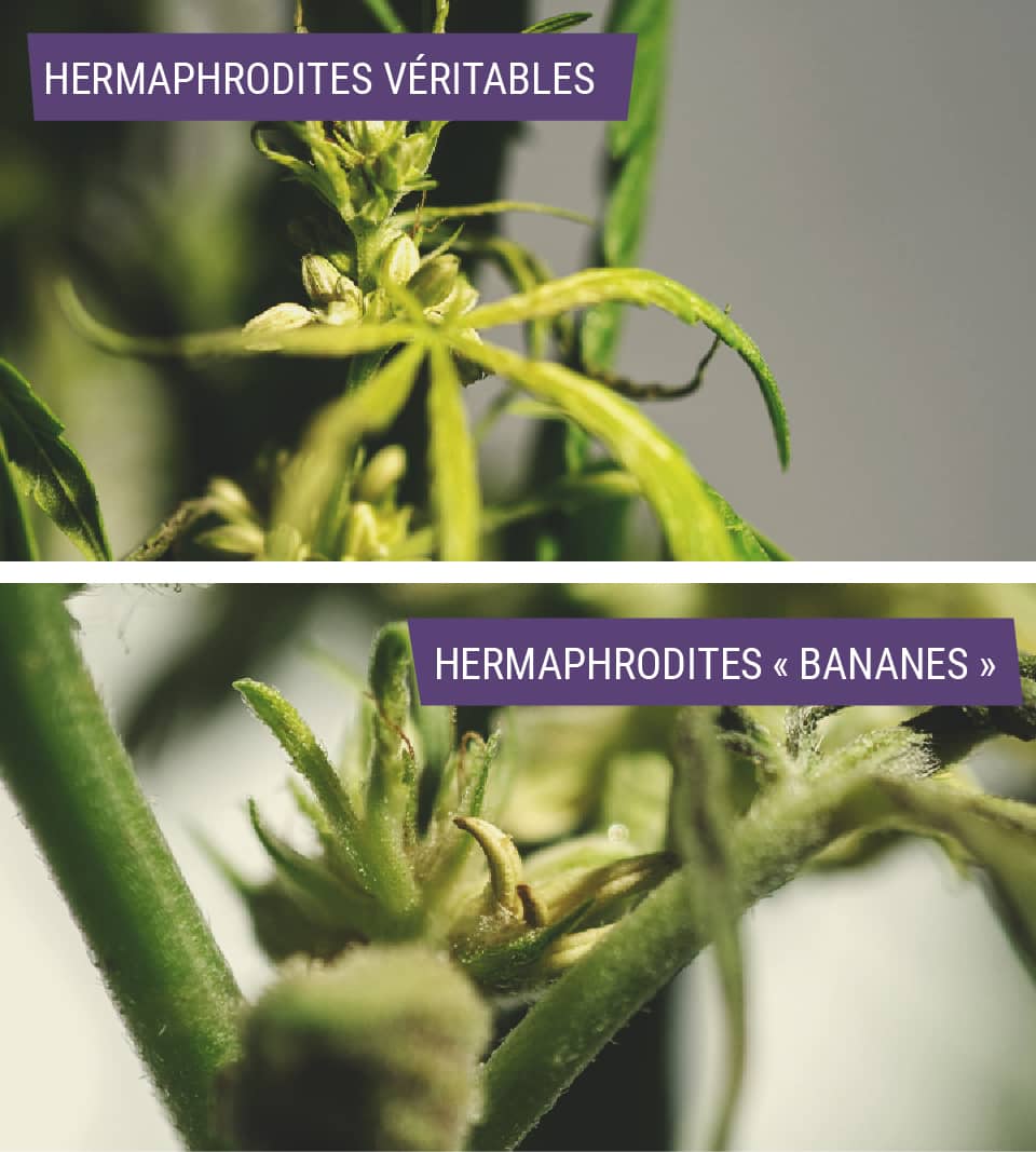 Image comparant les plantes de cannabis 'vrai hermaphrodite' et 'hermaphrodite banane' : différences clés pour identifier chaque type.