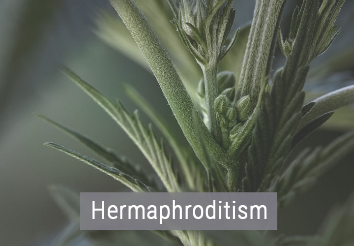 Comment un Climat Froid Affecte les Plants de Cannabis Comment un Climat Froid Affecte les Plants de Cannabis