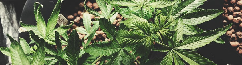 Plantes de cannabis en phase végétative, présentant des feuilles vertes et saines.