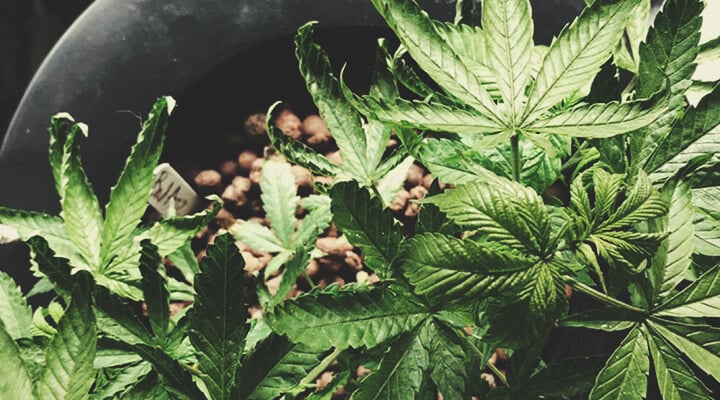 Plantes de cannabis en phase végétative, présentant des feuilles vertes et saines.
