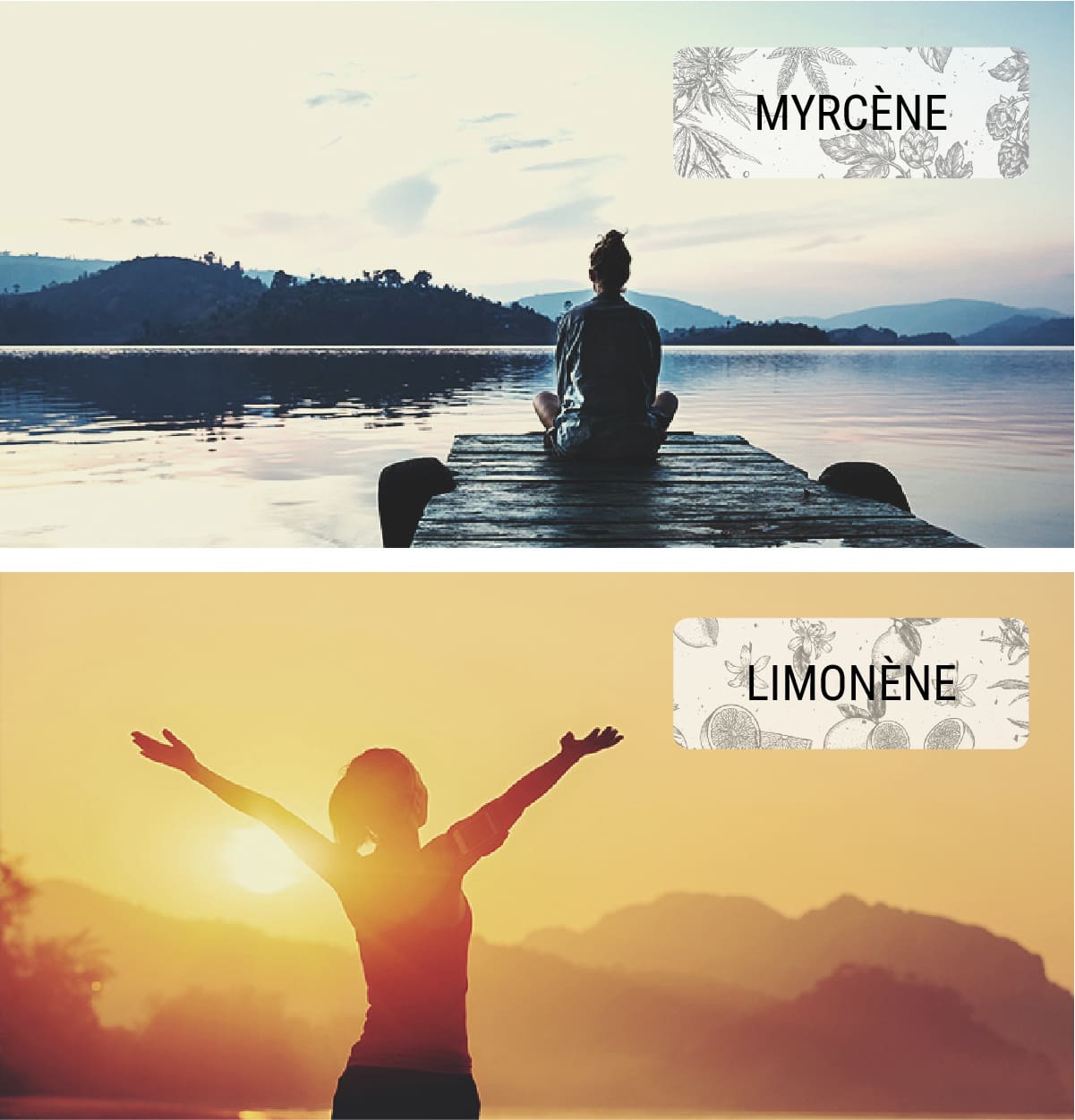 Le rôle de l’indica et de la sativa : high physique et cérébral Le rôle de l’indica et de la sativa : high physique et cérébral