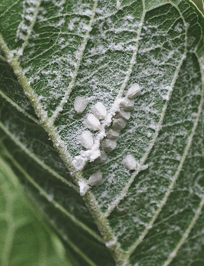 Cannabis et aleurodes : guide de régulation et prévention 