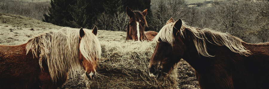 Compost bio de cheval Compost bio de cheval