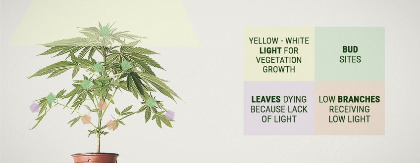 Qu’est-ce que le rendement par plant de cannabis ?