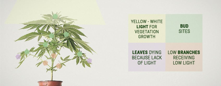 Qu’est-ce que le rendement par plant de cannabis ? Qu’est-ce que le rendement par plant de cannabis ?