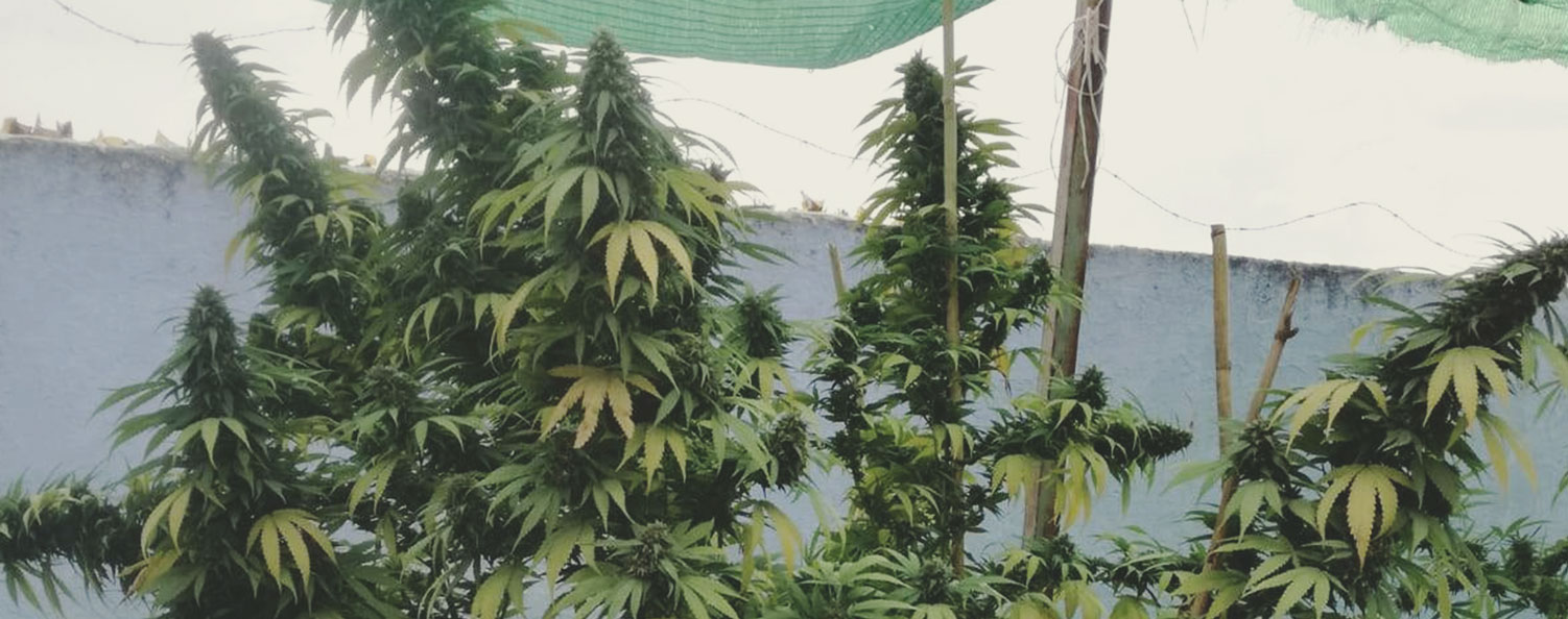 Top 10 High-Yielding Outdoor Cannabis Strains