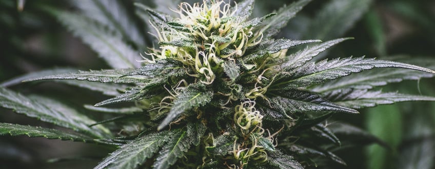 Cannabis Hybrids