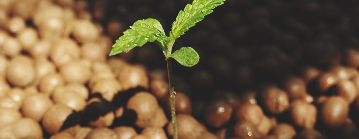 La différence entre un cannabis cultivé en hydroponie et un cannabis cultivé en terre