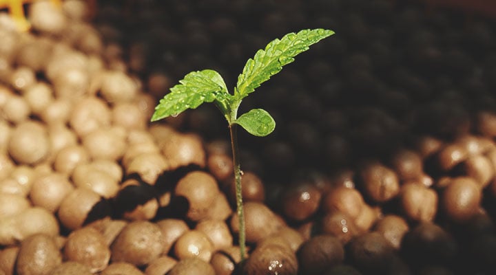 La différence entre un cannabis cultivé en hydroponie et un cannabis cultivé en terre