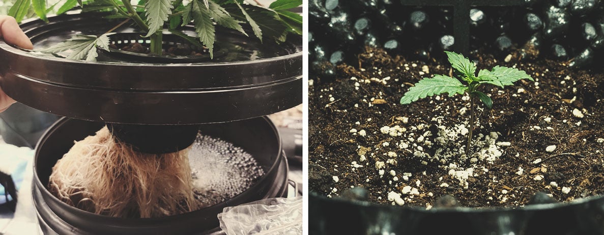 La différence entre un cannabis cultivé en hydroponie et un cannabis cultivé en terre La différence entre un cannabis cultivé en hydroponie et un cannabis cultivé en terre
