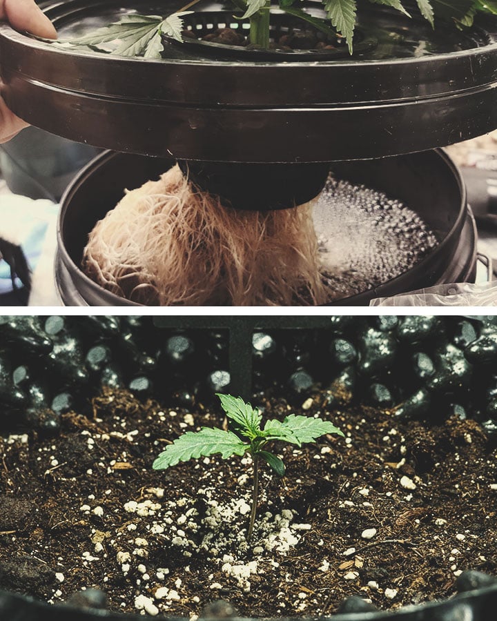 La différence entre un cannabis cultivé en hydroponie et un cannabis cultivé en terre La différence entre un cannabis cultivé en hydroponie et un cannabis cultivé en terre