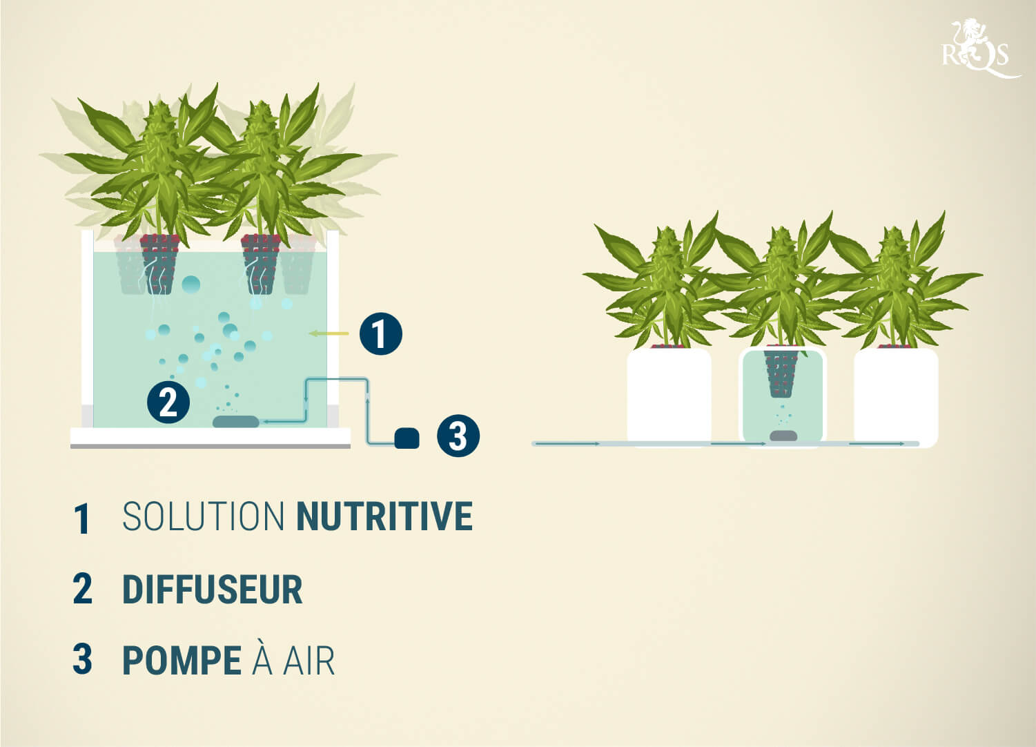 Hydroponie: à quoi sert la solution nutritive ? - La Fabrique du