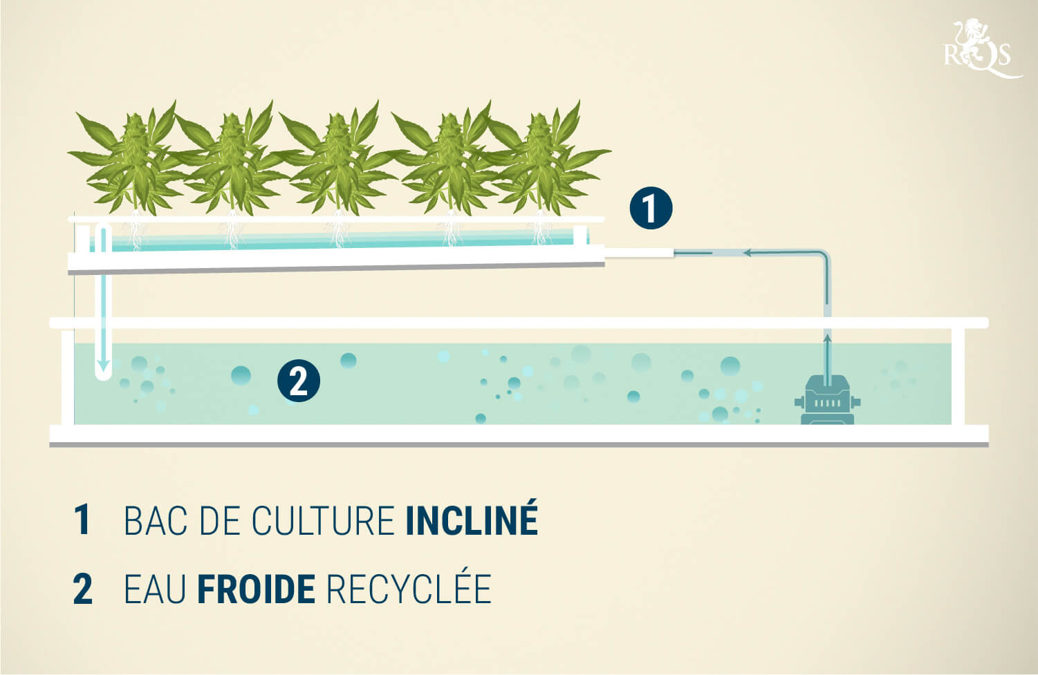 La technique du film nutritif (NFT) La technique du film nutritif (NFT)