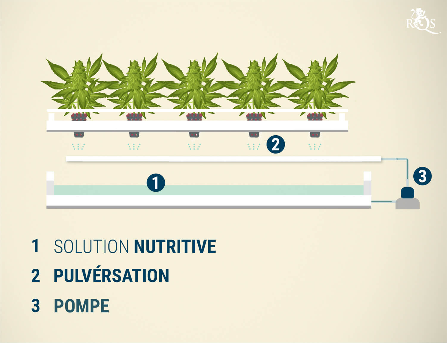 L'hydroponie : cultiver des plantes sans sol