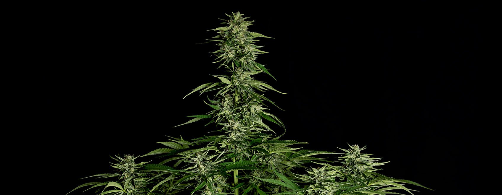 Hyperion F1 Hybrid Cannabis Strain