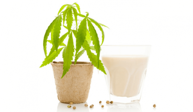 cannabis lait de coco de la marijuana à l'huile de la crème glacée à la menthe d'avocat