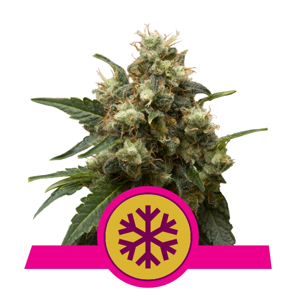 Acheter Feminized ICE Cannabis Feminized ICE Cannabis