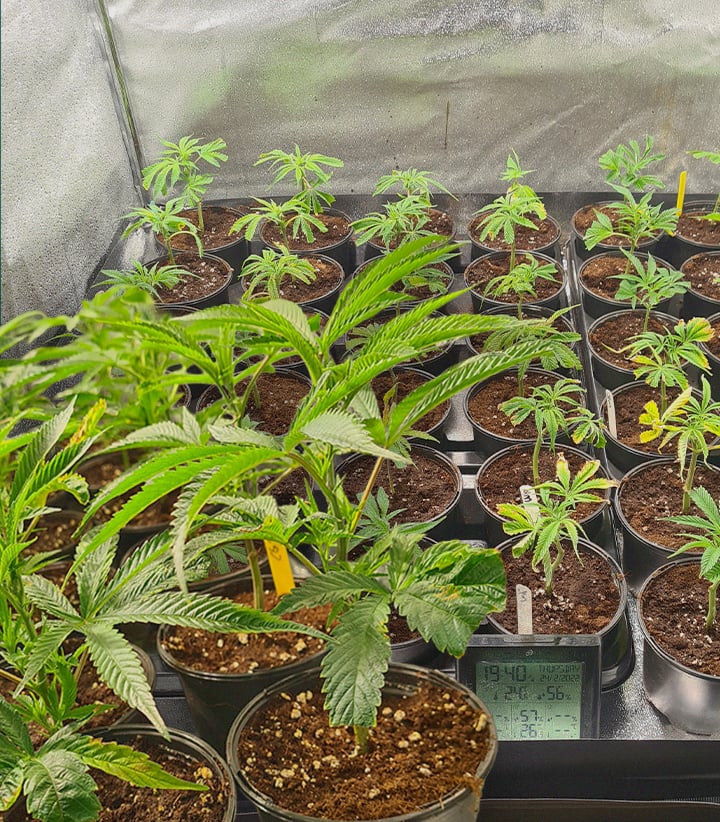 Multiples clones de cannabis en plateaux de propagation avec cubes de laine de roche et d'autres établis en pots, illustrant la reproduction de génétique identique à partir de boutures pour des souches de marijuana constantes.