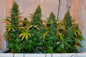 Développer SCROG cannabis de style Développer SCROG cannabis de style