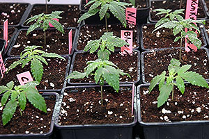 Culture intérieure de marijuana première semaine Culture intérieure de marijuana première semaine