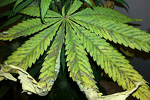 Ce qu'il faut faire par la suralimentation d'une plante de cannabis? Ce qu'il faut faire par la suralimentation d'une plante de cannabis?